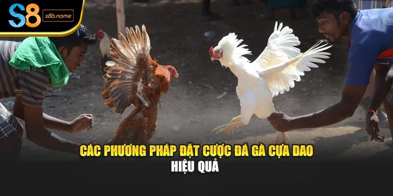 Các phương pháp đặt cược đá gà cựa dao hiệu quả 