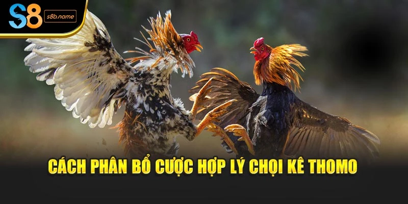 Cách phân bổ cược hợp lý chọi kê thomo