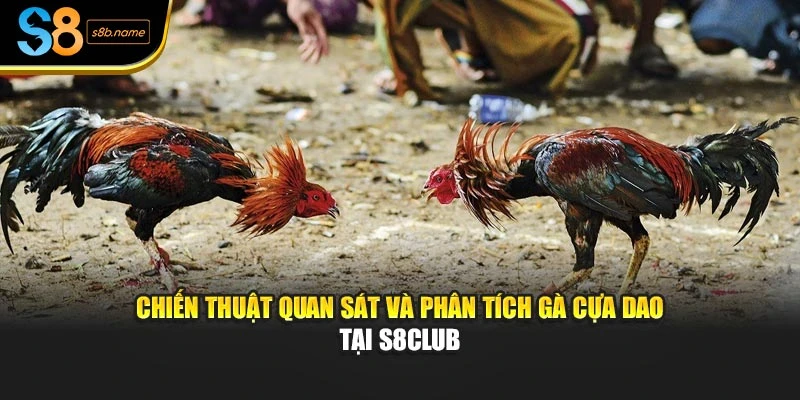 Chiến thuật quan sát và phân tích gà cựa dao tại S8club