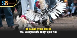 Đá Gà Bảo Sting S8club – Trải Nghiệm Chiến Thuật Kịch Tính