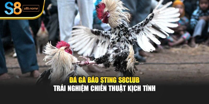 Đá Gà Bảo Sting S8club – Trải Nghiệm Chiến Thuật Kịch Tính