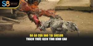 Đá Gà Cựa Dao Tại S8club – Thách Thức Kịch Tính Đỉnh Cao