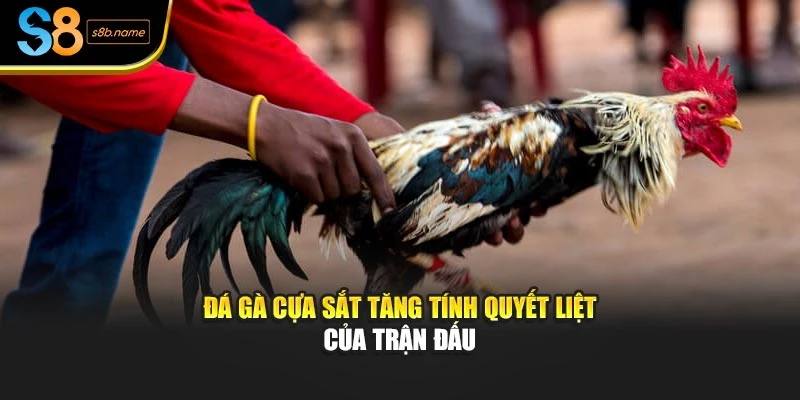 Đá gà cựa sắt tăng tính quyết liệt của trận đấu