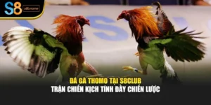 Đá Gà Thomo Tại S8club – Trận Chiến Kịch Tính Đầy Chiến Lược