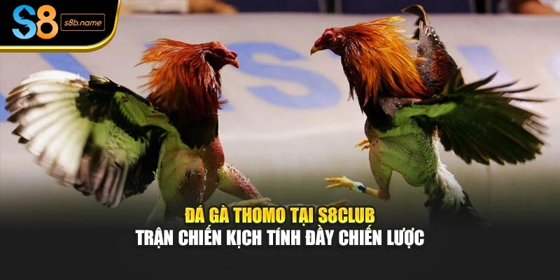 Đá Gà Thomo Tại S8club – Trận Chiến Kịch Tính Đầy Chiến Lược