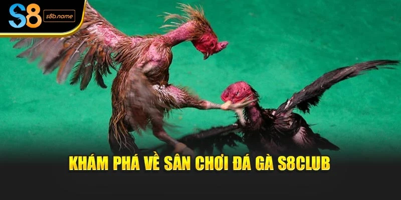 Khám phá về sân chơi đá gà S8club