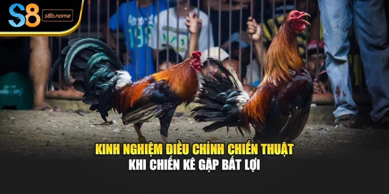 Kinh nghiệm điều chỉnh chiến thuật khi chiến kê gặp bất lợi