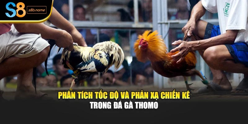 Phân tích tốc độ và phản xạ chiến kê trong đá gà thomo