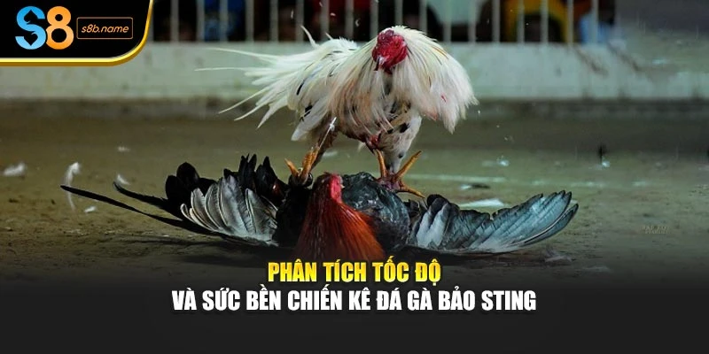 Phân tích tốc độ và sức bền chiến kê đá gà bảo sting